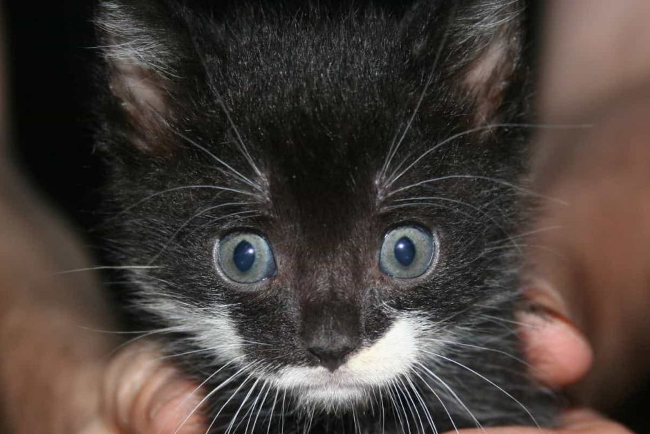 Giftpflanzen Katzen