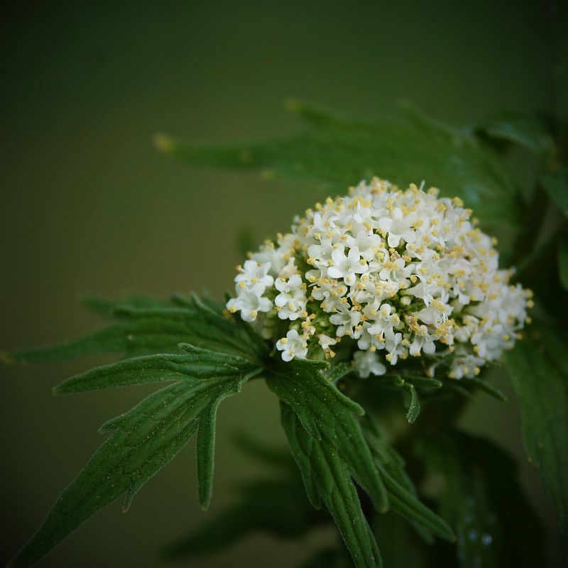 Baldrianblüte