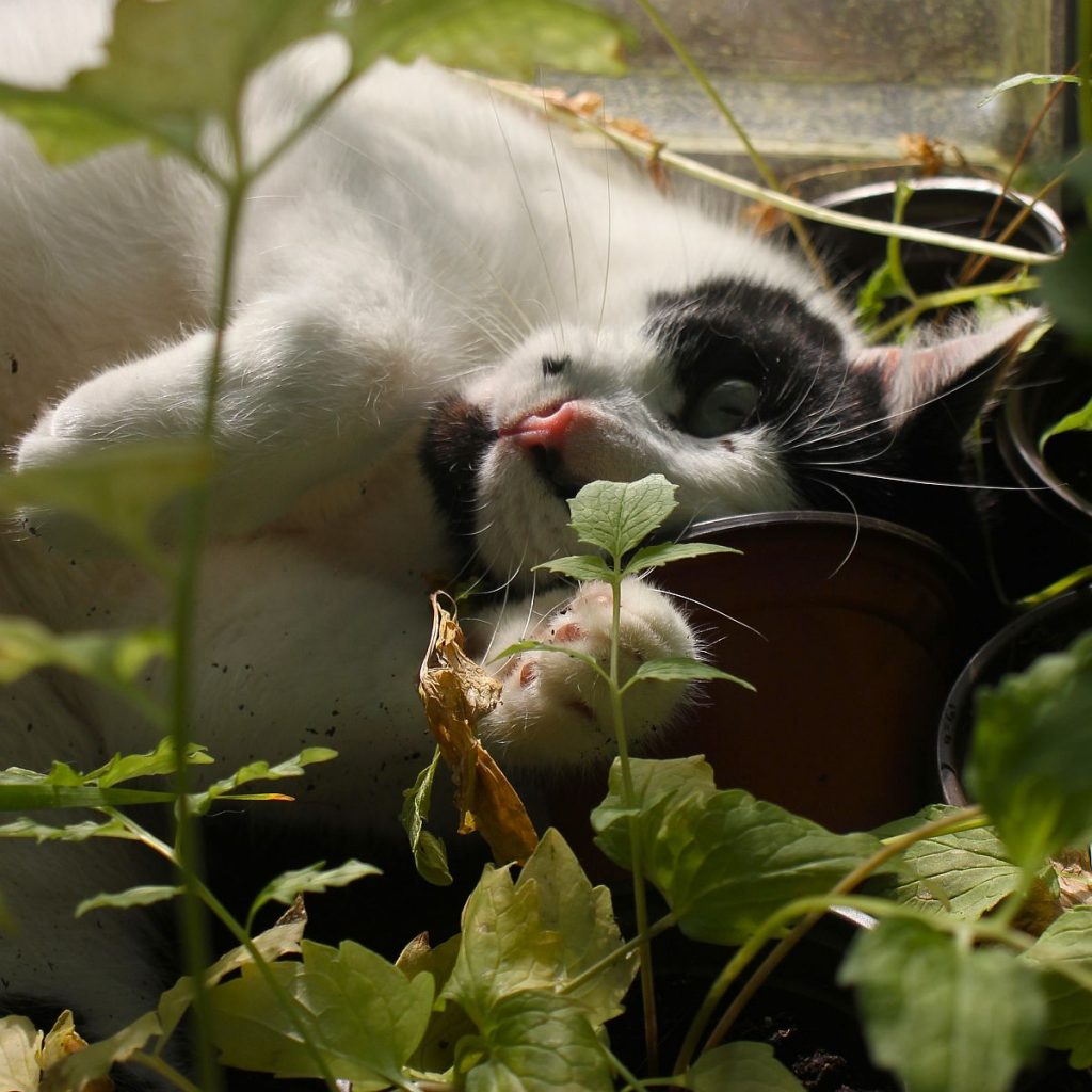 Kater mit Baldrian
