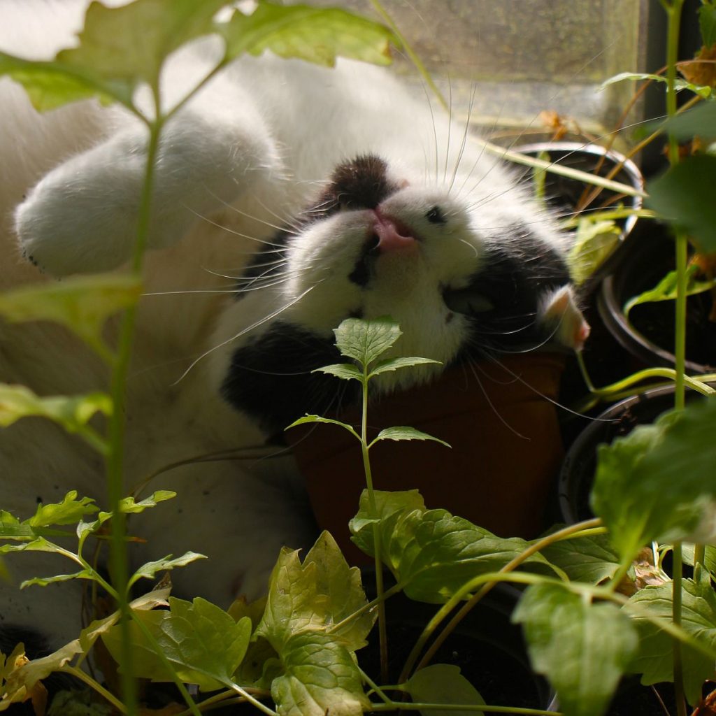 Kater mit Baldrian