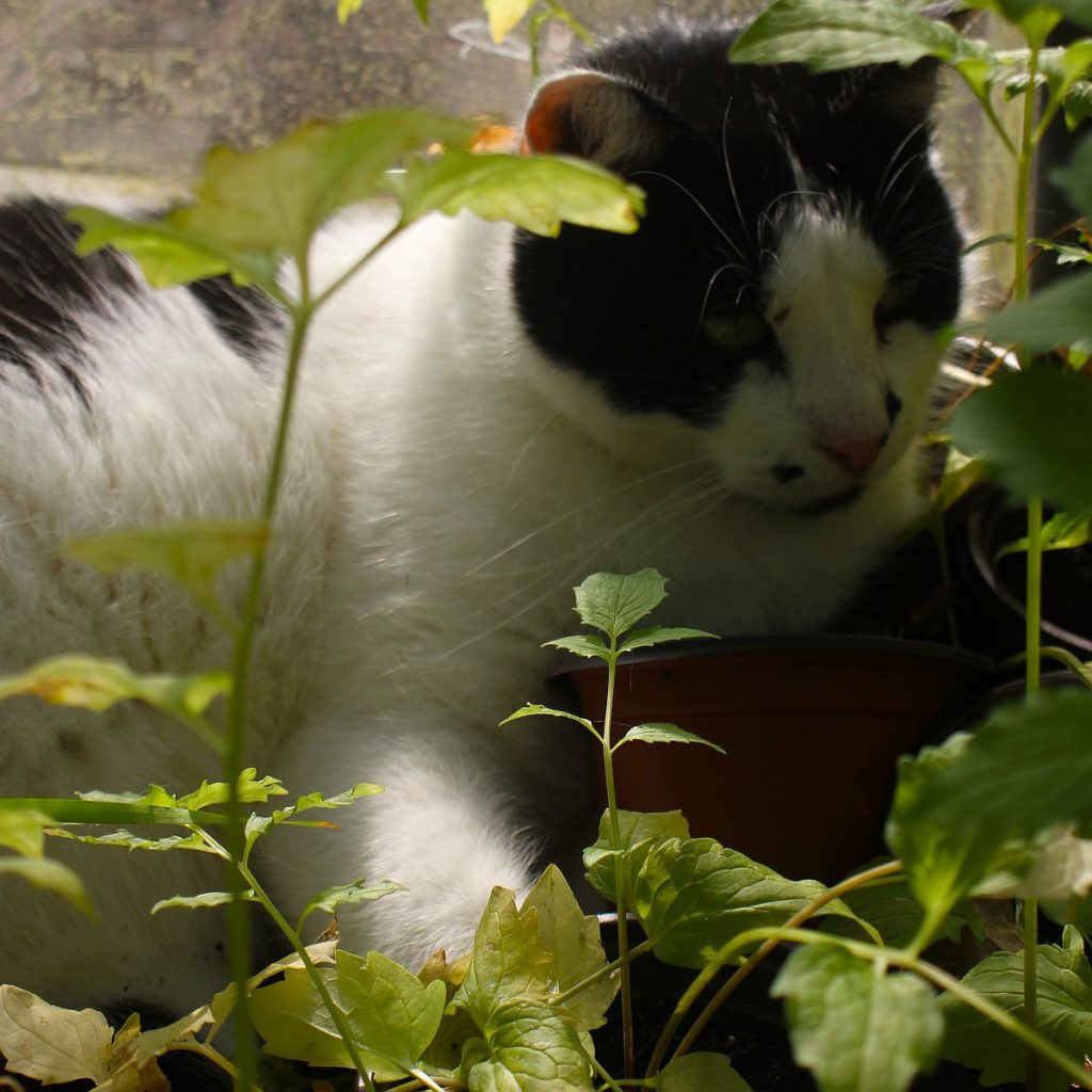 Kater mit Baldrian