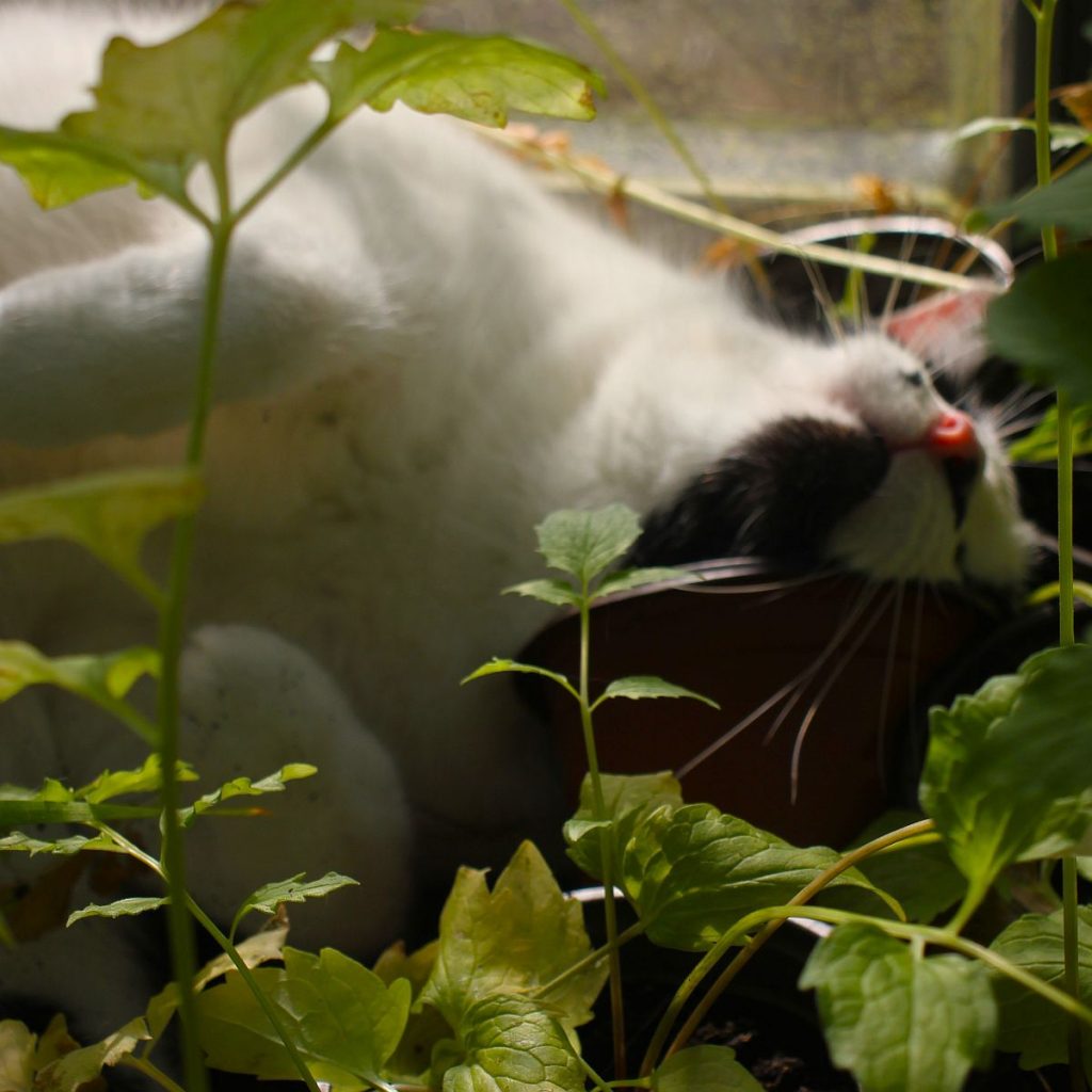 Kater mit Baldrian