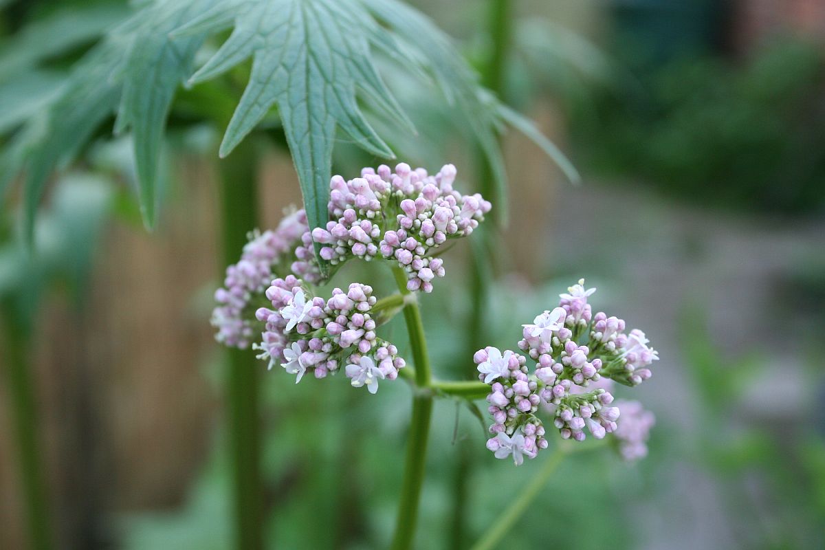 Baldrianblüte