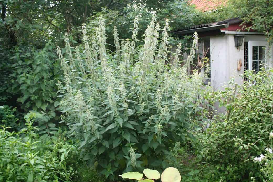 Brennessel im Naturgarten