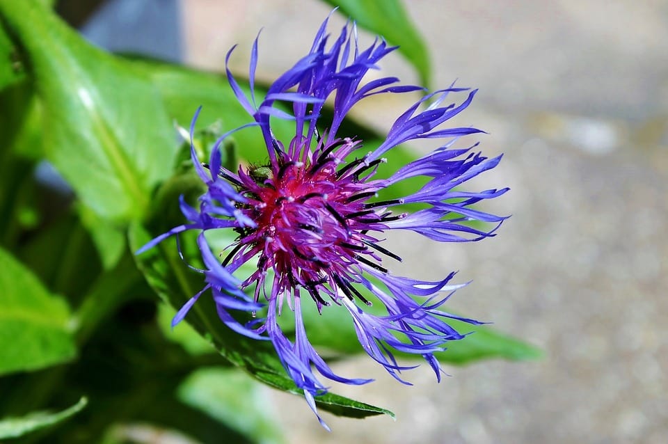Flockenblume