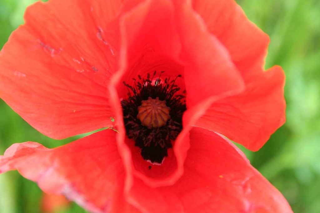 Klatschmohn