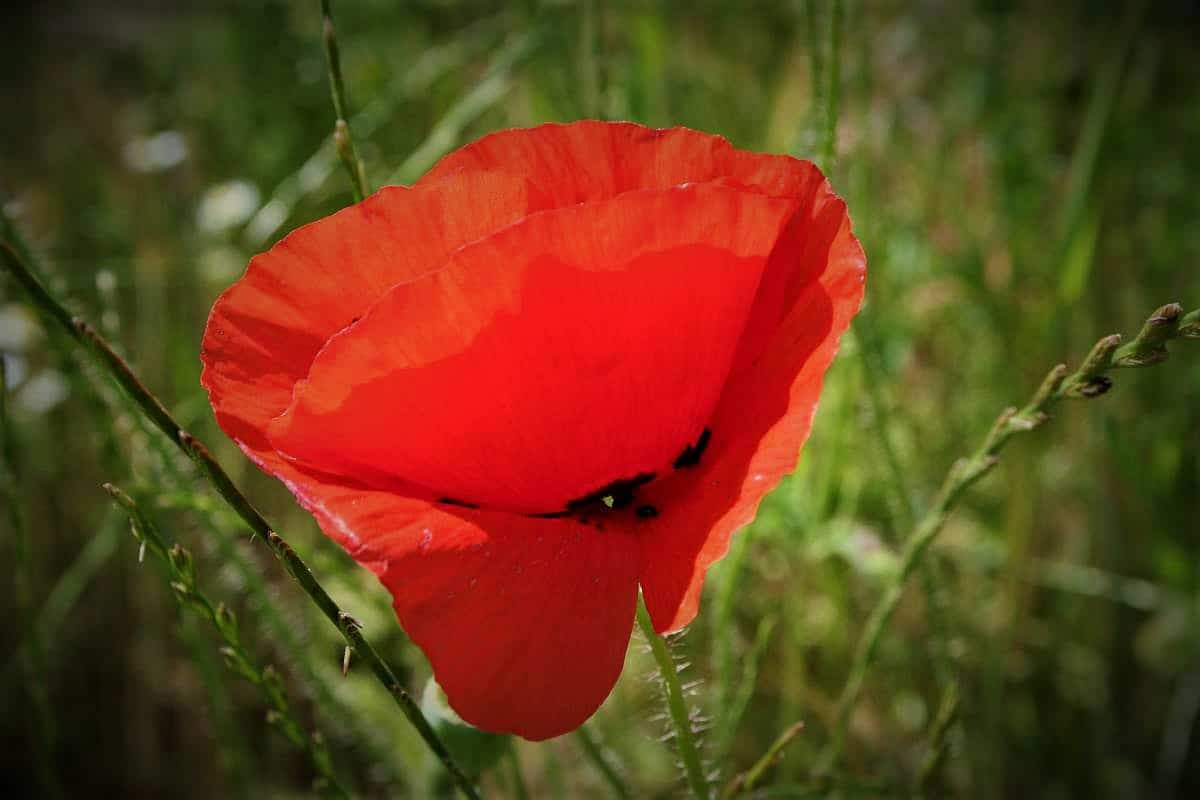 Pflanzen-Steckbrief: Der Klatschmohn