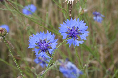 Pflanzen-Steckbrief: Die Kornblume