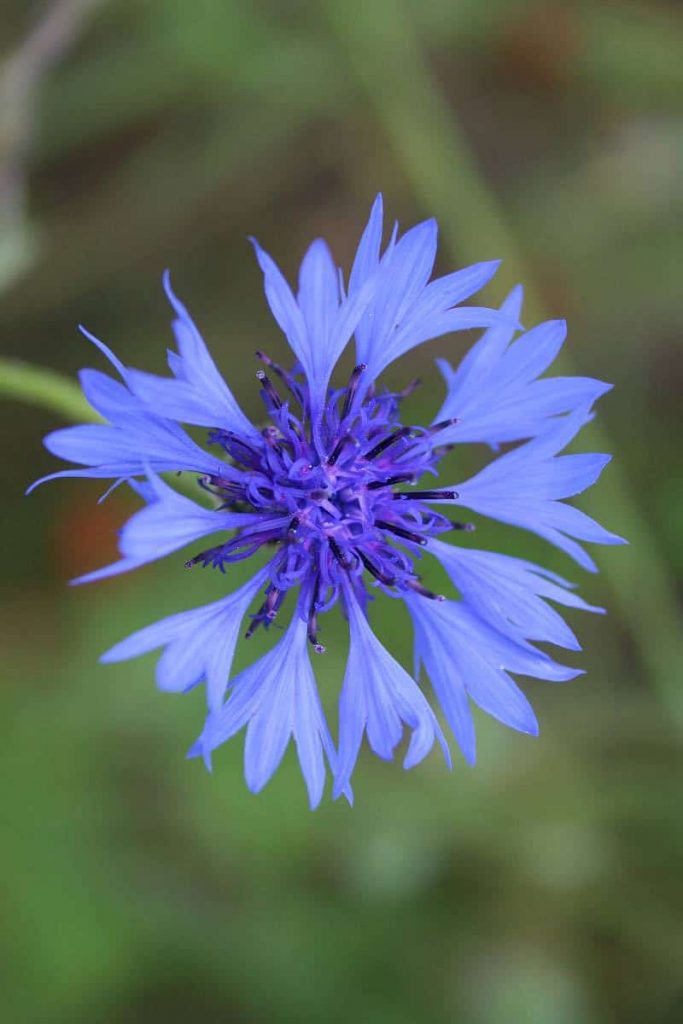 Kornblume