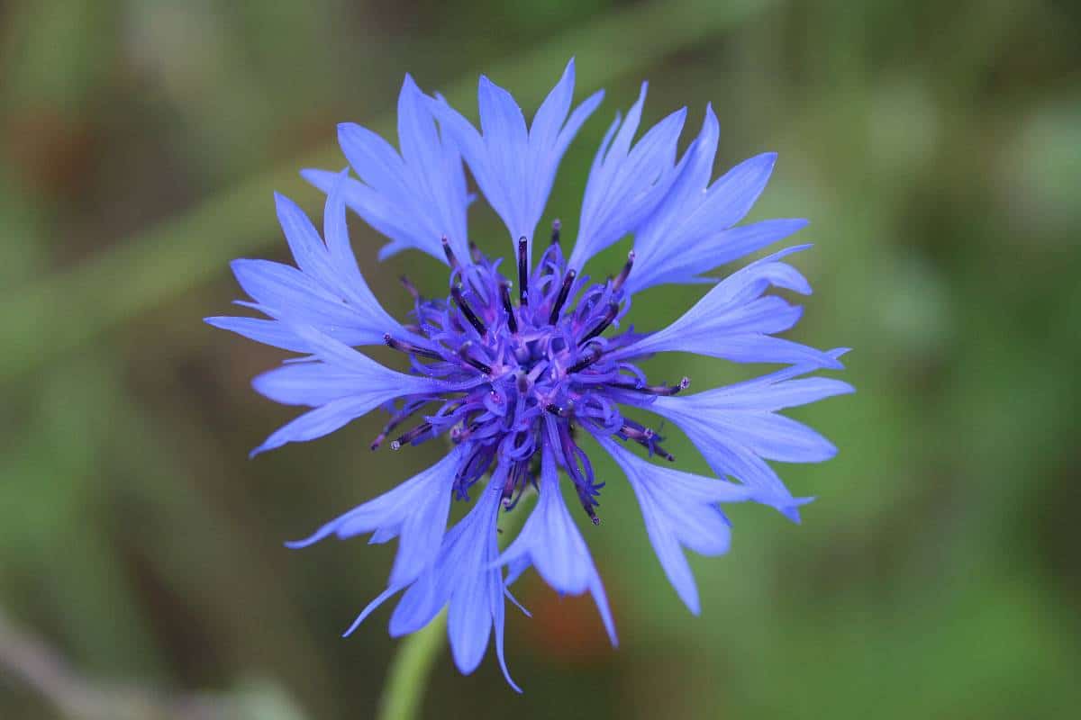 Kornblume