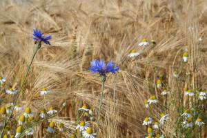 kornblumen