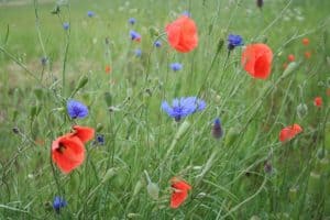 Klatschmohn Monographie
