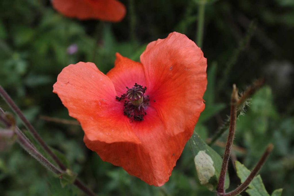 Saatmohnblüte