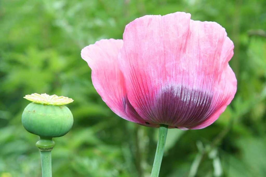 Schlafmohn in rosa