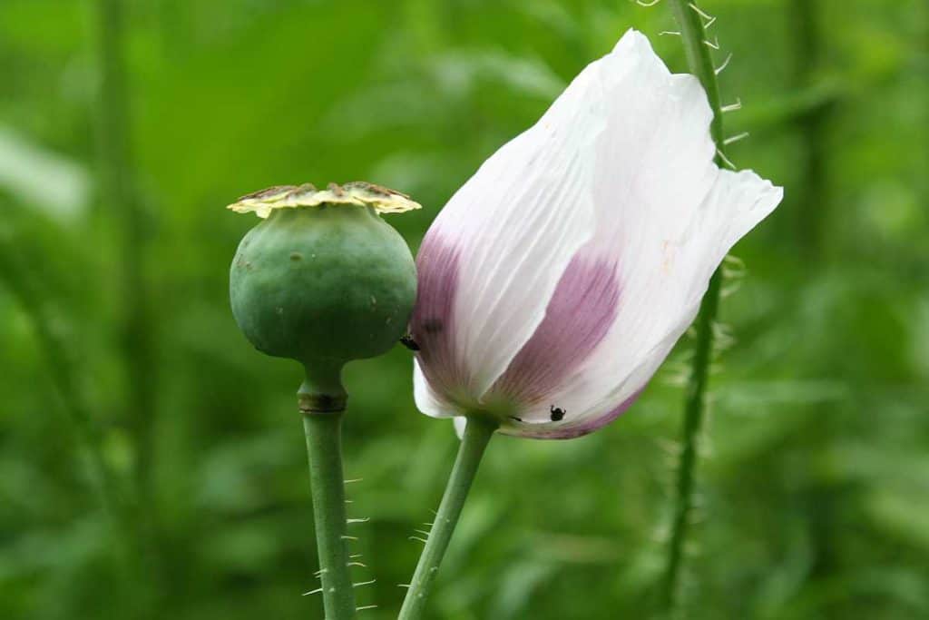 Schlafmohn in weiss