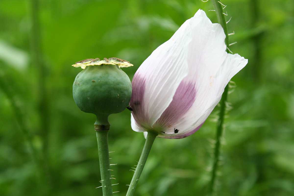 Schlafmohn in weiss