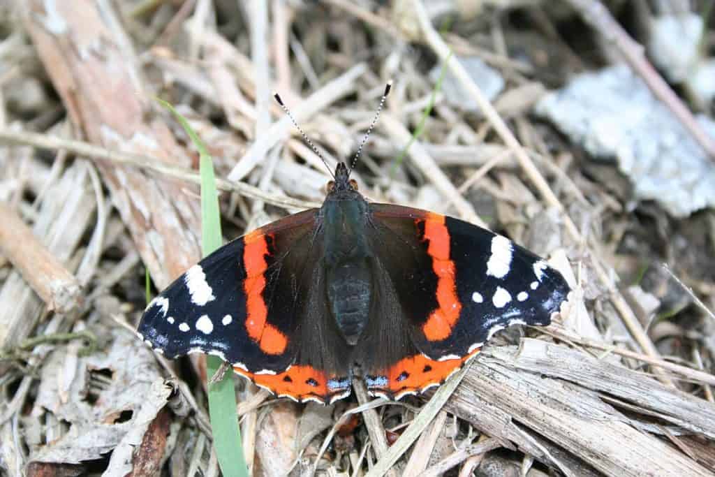 Schmetterling Admiral