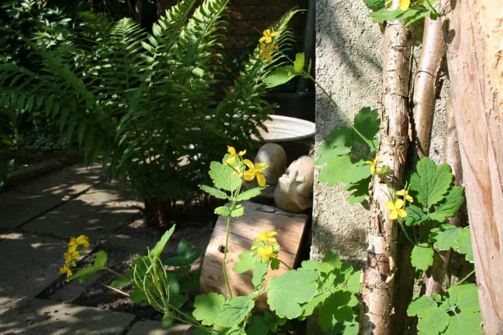 Schöllkraut bei mir im Garten