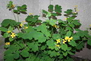 schöllkraut