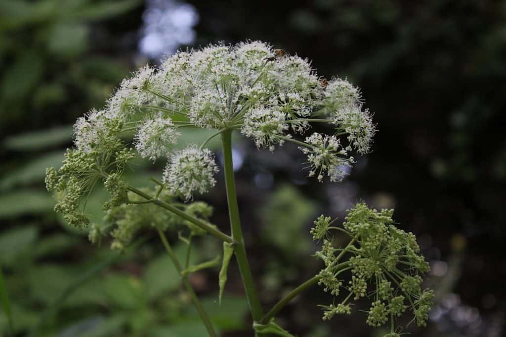 Waldengelwurzblüte
