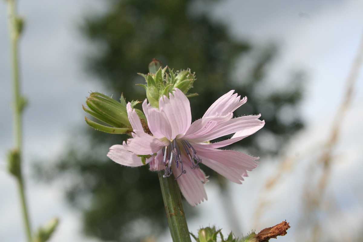 Rosa Blüte einer Wegwarte