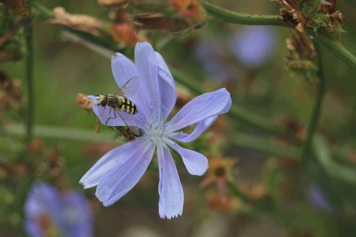 Wegwarte mit einer Schwebfliege