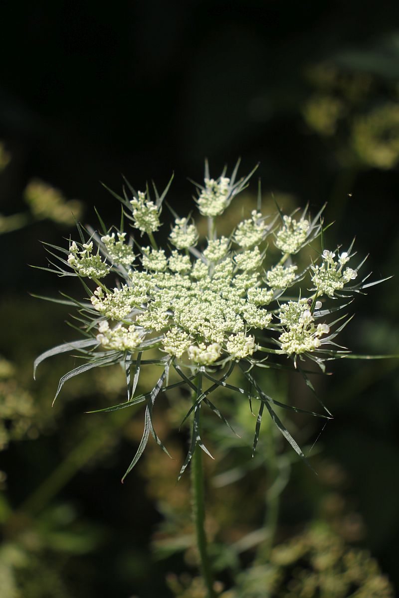 Wilde Möhrenblüte