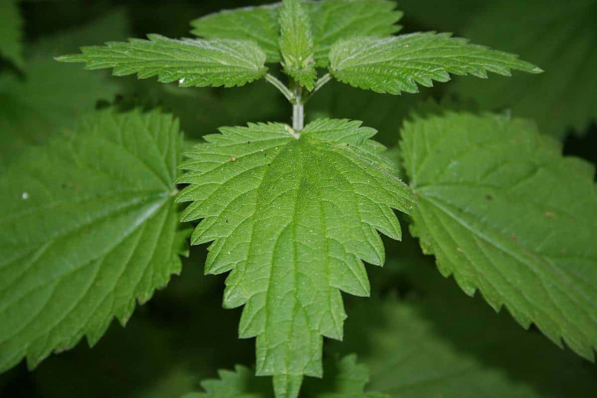 Brennessel Sirup zum Selbermachen Katuschka´s Celticgarden Brennessel Sirup zum Selbermachen Katuschka´s Celticgarden