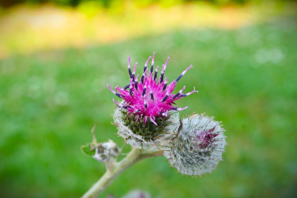 Filz-Klettenblüte