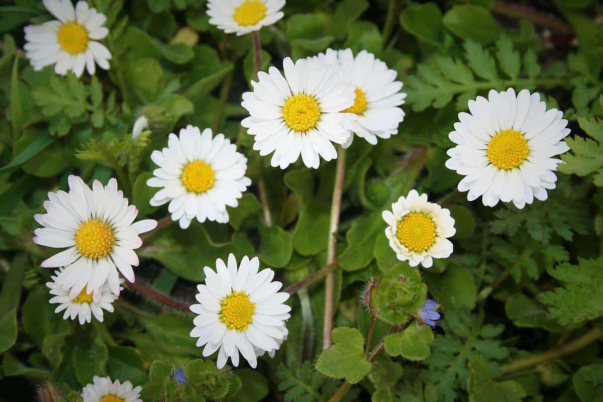 Pflanzen-Steckbrief: Das Gänseblümchen