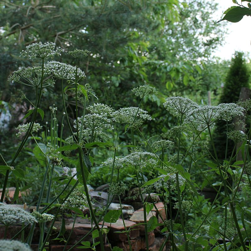 Gierschblüten