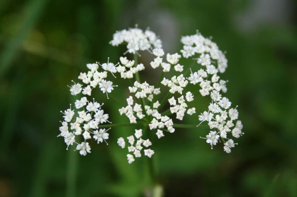 Gierschblüte