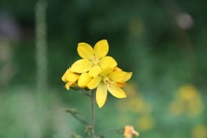 (Gilbweiderichblüte)