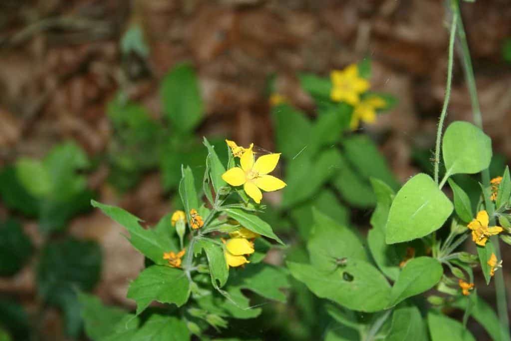Gedrängblütiger Gilbweiderich