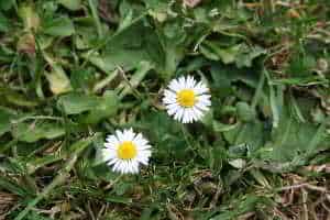 (Gänseblümchen)