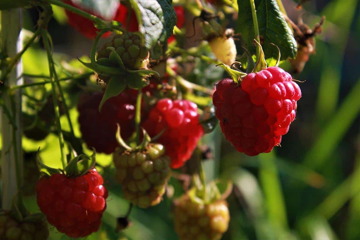 Pflanzen-Steckbrief: Die Himbeere