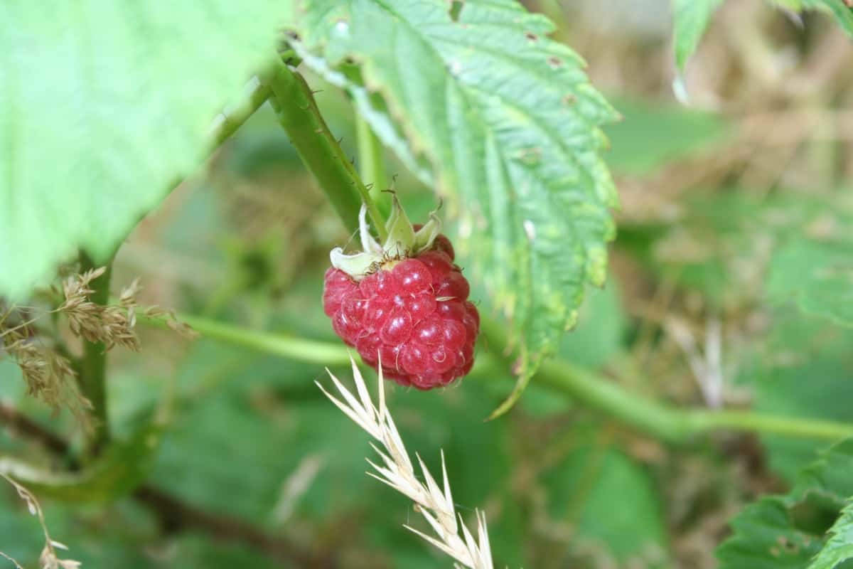 Himbeere