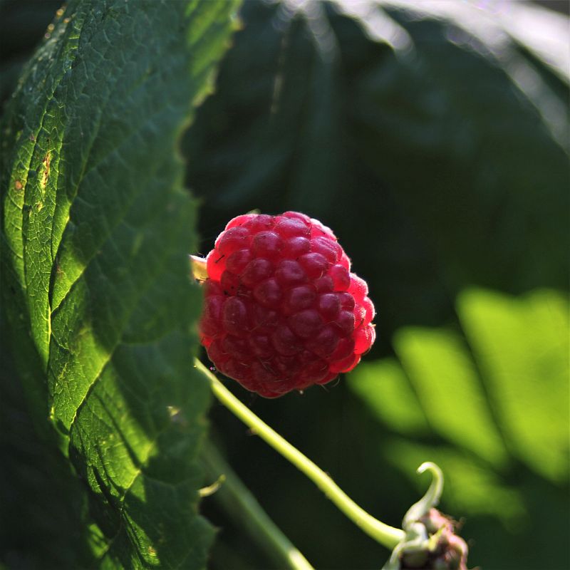 Frische Himbeere