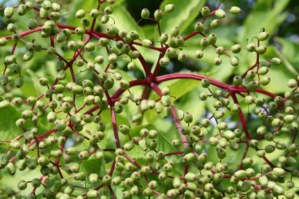 Unreife Holunderbeeren