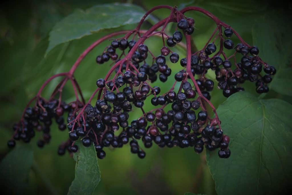Der Schwarze Holunder