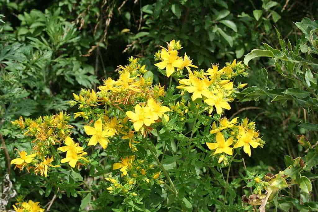 Aus Johanniskrautblüten ein Rotöl herstellen