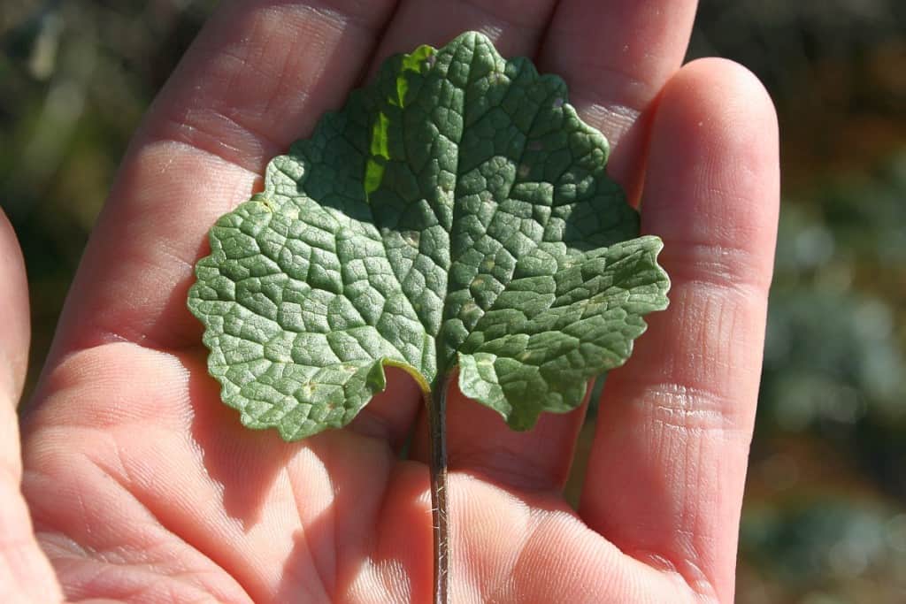 Knoblauchsraukenblatt