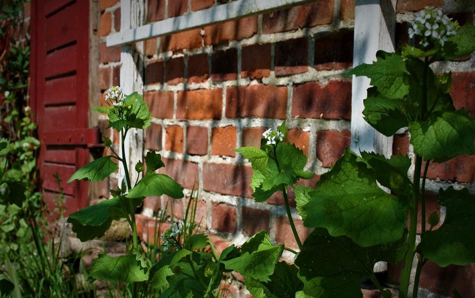 Die Knoblauchsrauke ist ein altes Küchengewürz