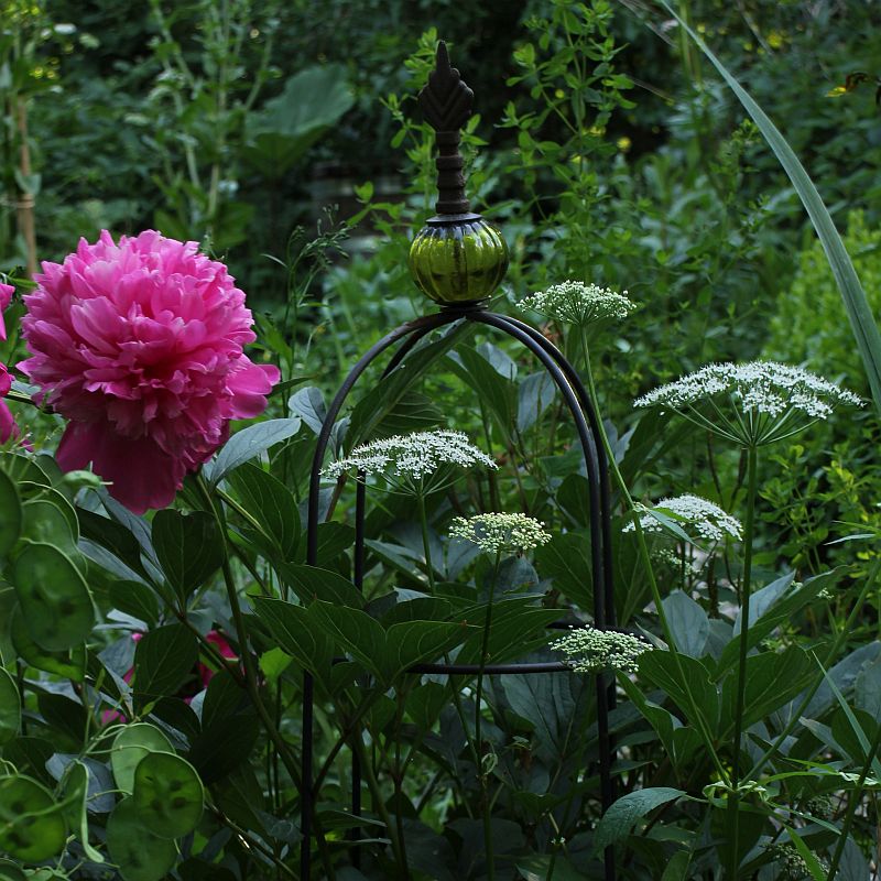 Giersch mit einer Pfingsrose