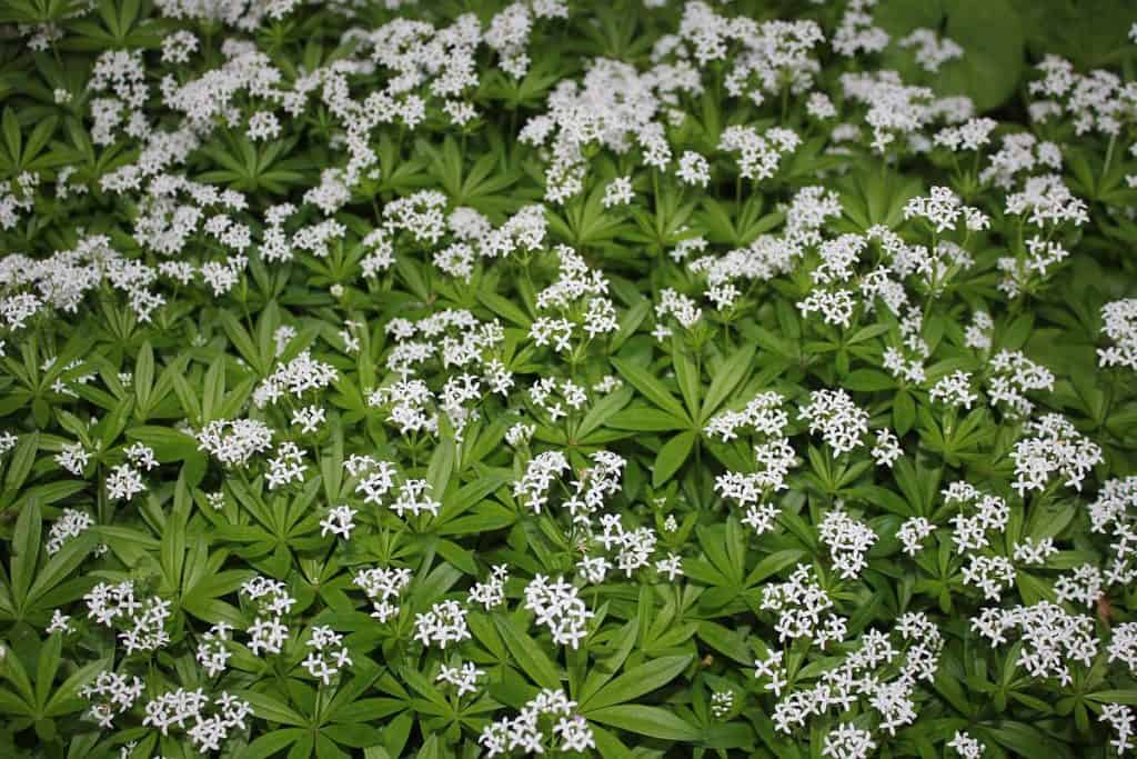 Waldmeister
