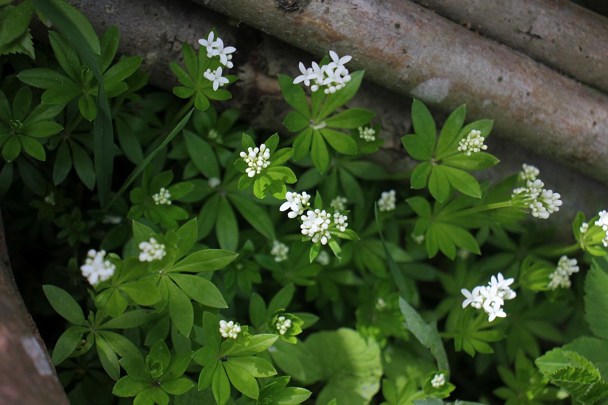 Waldmeister kann Kopfschmerzen verursachen