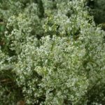 Wiesenlabkraut als Färberpflanze