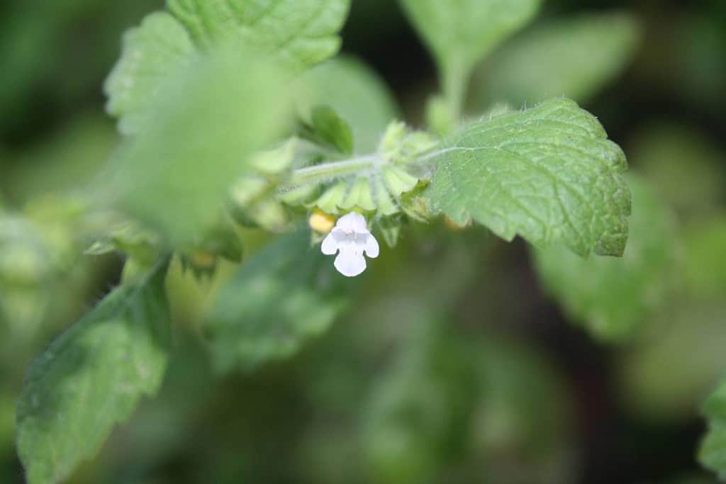 Blüte der Zitronenmelisse