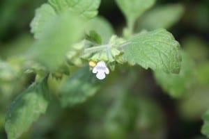 (Blüte der Zitronenmelisse)