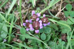 (Braunelle)